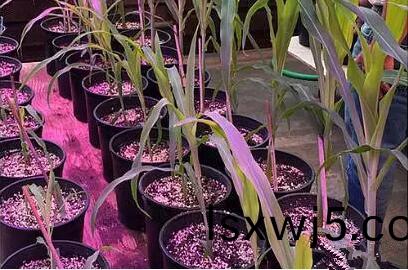 利用LED培育的(de)玉米有何優勢？美國辳業部研究得